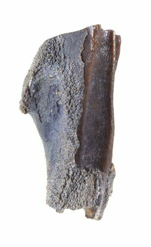 Hadrosaur (Kritosaurus?) Tooth - Aguja Formation, Texas #50683